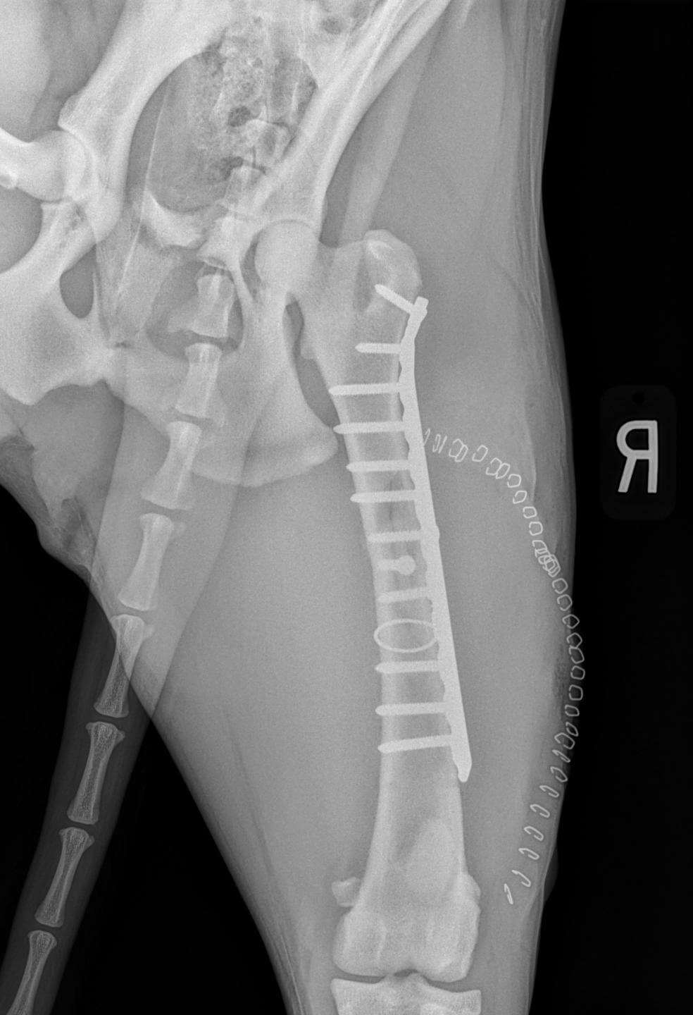 Canine plate butterfly fracture repair