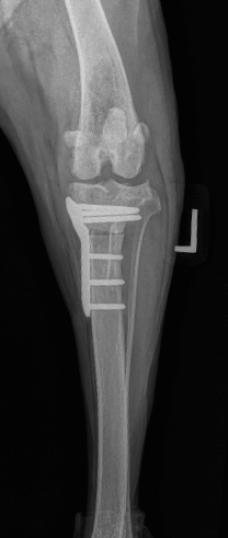 Top 10 TPLO Surgeons in California