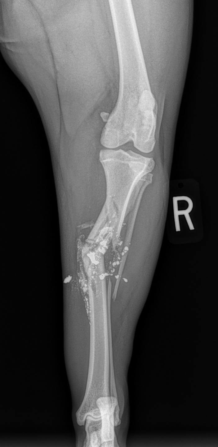 comminuted tibial fracture gun shot dog