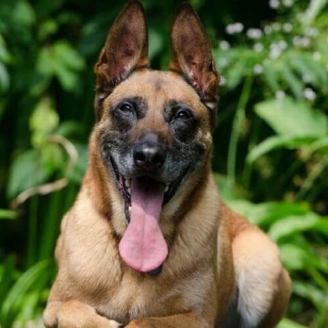 Overweight hot sale belgian malinois