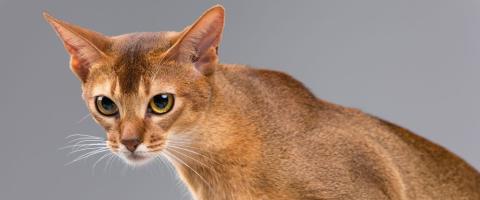 Abyssinian Cat Breed