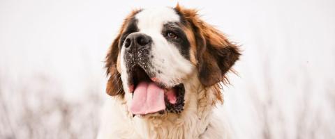 Saint Bernard Dog Breed