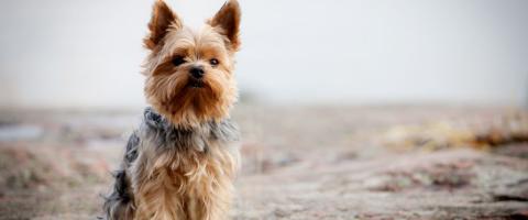 Yorkshire Terrier Breed Yorkshire Terrier Breed