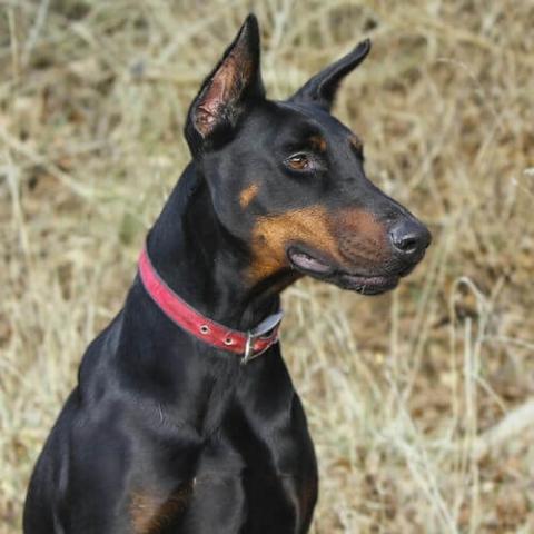 doberman liver disease diet