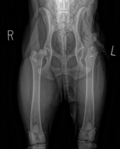 Hip Dysplasia | Oakdale Veterinary Group