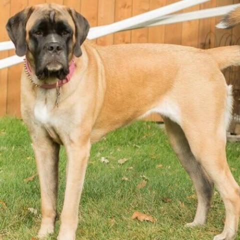 Large mixed breed dogs best sale