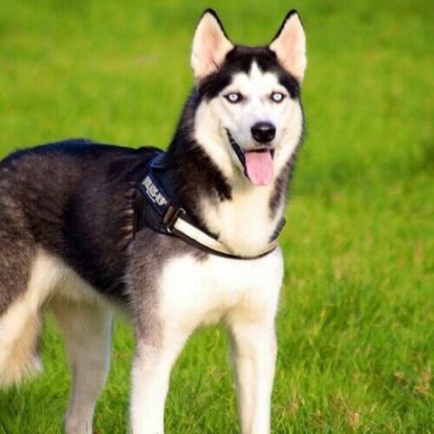 Husky puppy panting outlet at night